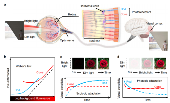 人眼的視覺(jué)適應(yīng)功能讓我們可以感知和識(shí)別不同光照條件下的各種物體