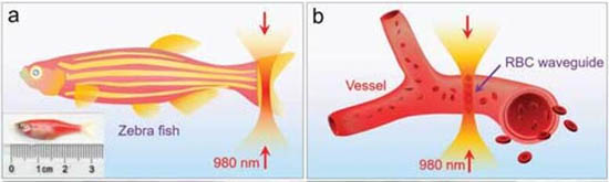 紅細(xì)胞波導(dǎo)在斑馬魚體內(nèi)的光學(xué)組裝示意圖