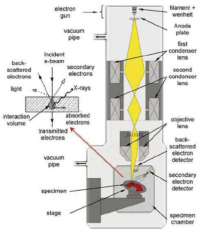 掃描電鏡 結(jié)構(gòu)圖