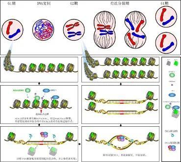 DNA復(fù)制起始調(diào)控的表觀遺傳機(jī)制